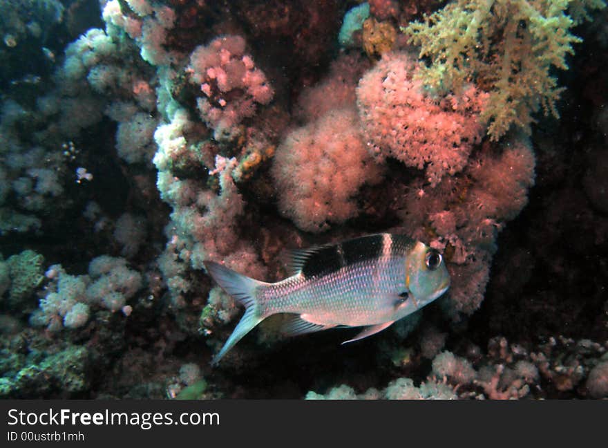 Bigeye emperor fish