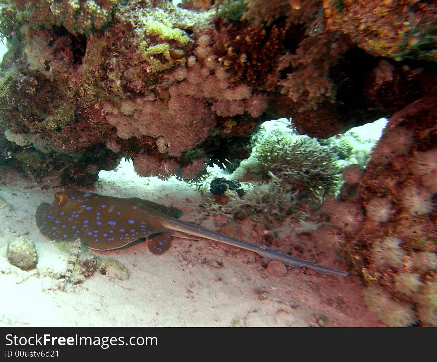 Blue spotted ray