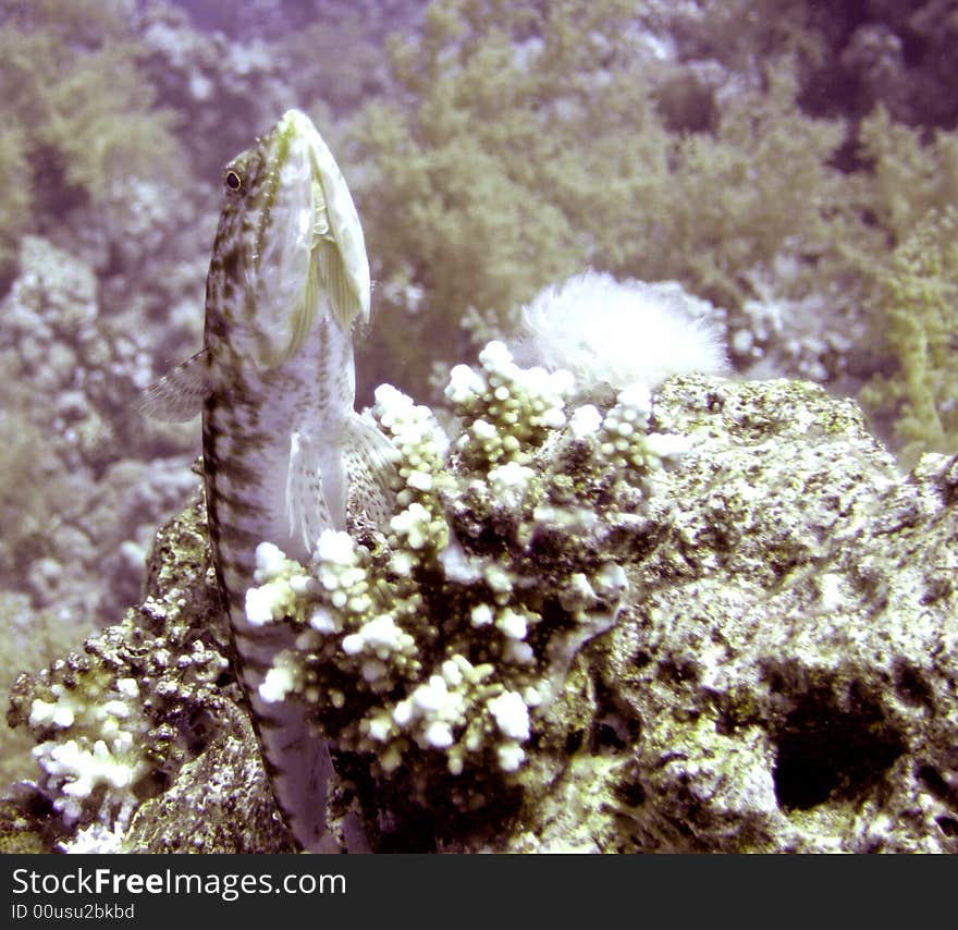 Clearfin lizardfish resting on coral