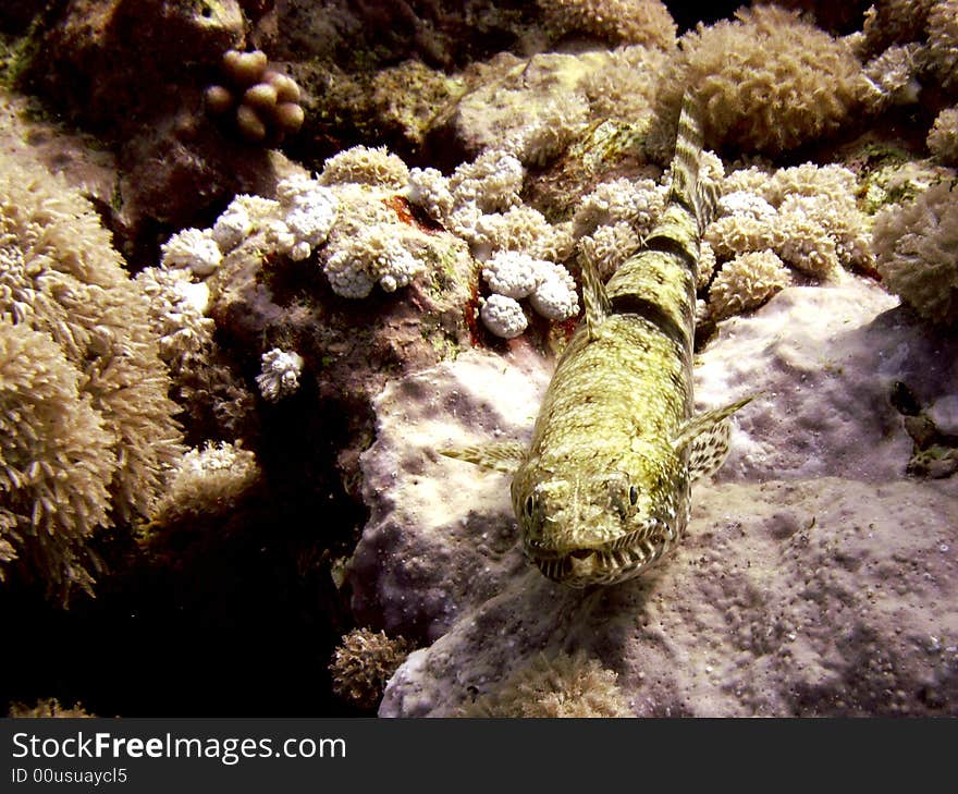 Clearfin lizardfish resting on coral