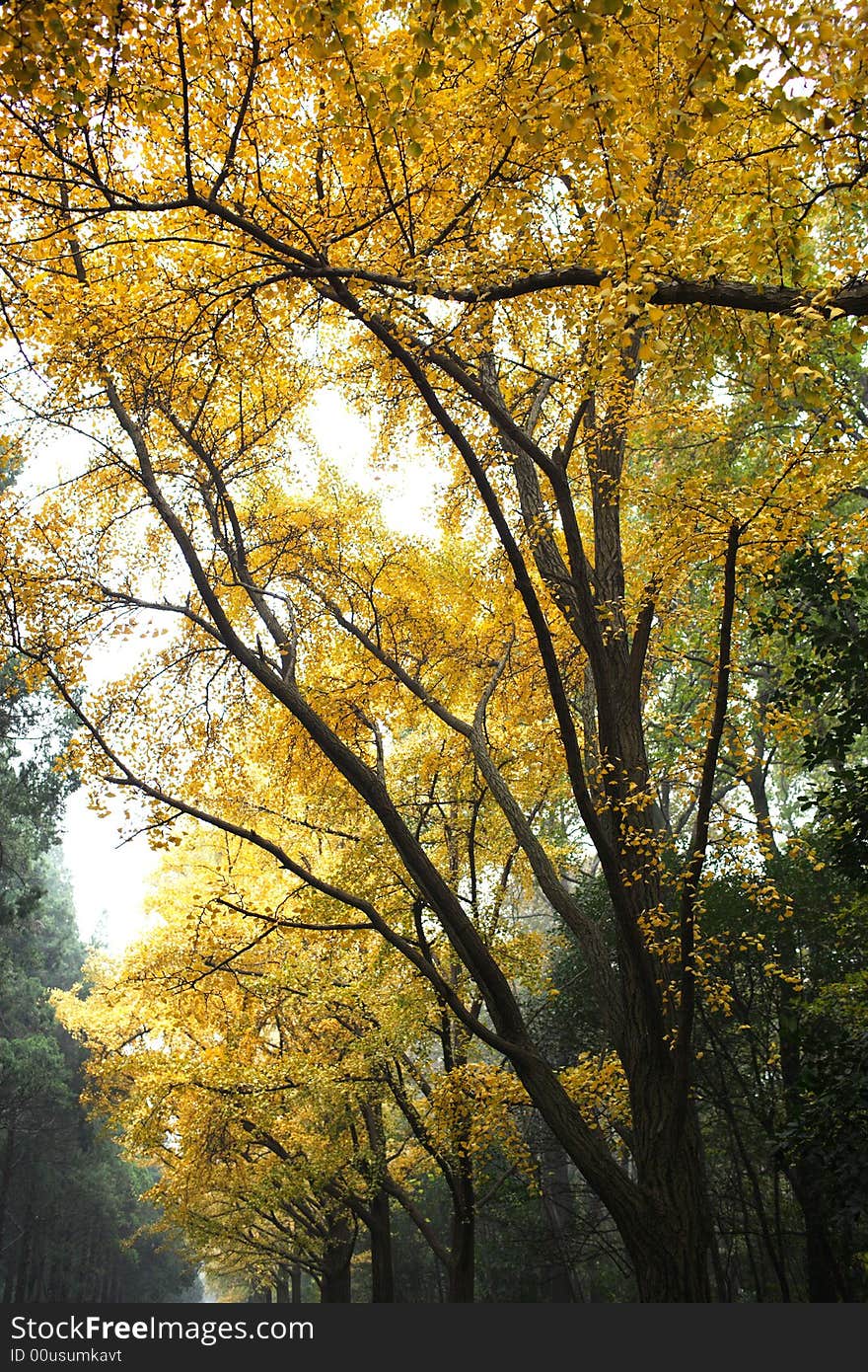 Tree with bright yellow autumn leaves