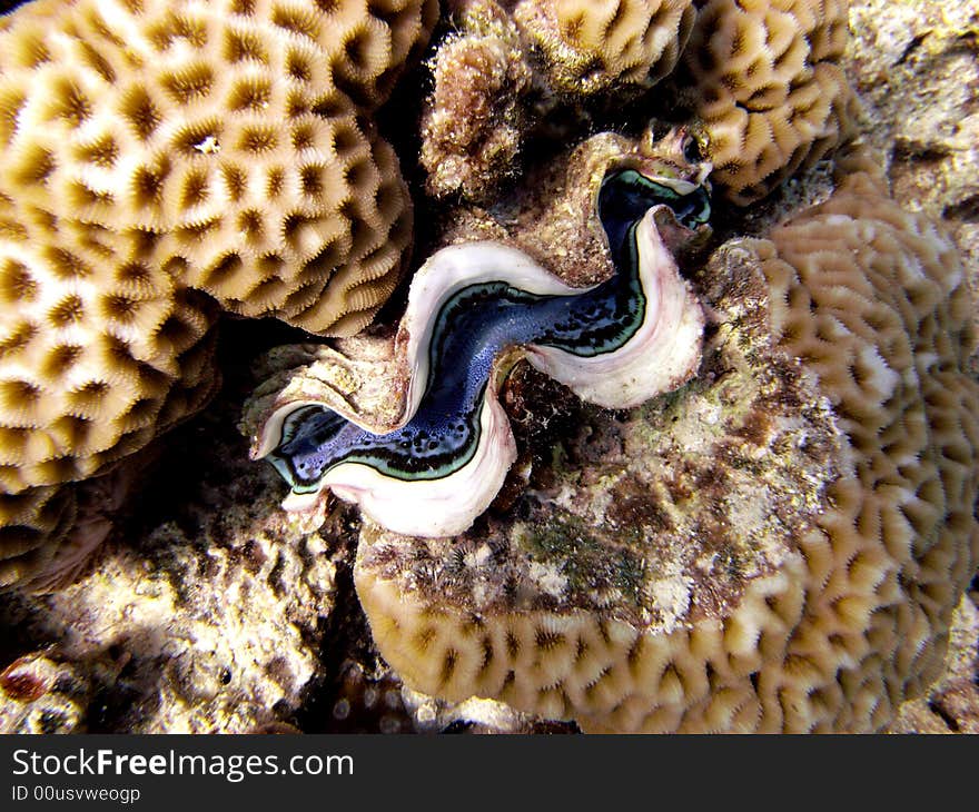 Common giant clam