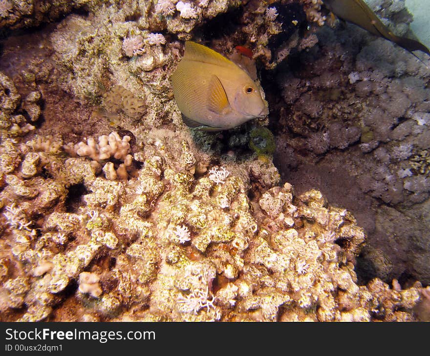 Yellow And White Fish