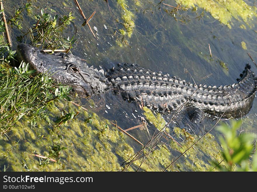 An alligator sleeping in a swamp in Florida