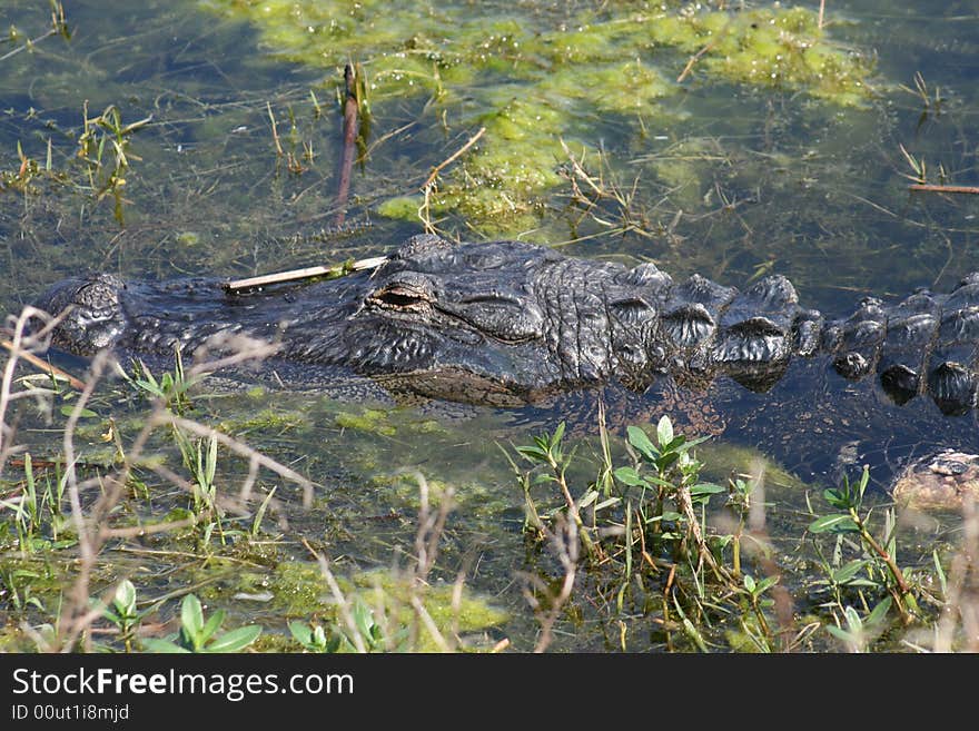 An alligator sleeping in a swamp in Florida. An alligator sleeping in a swamp in Florida