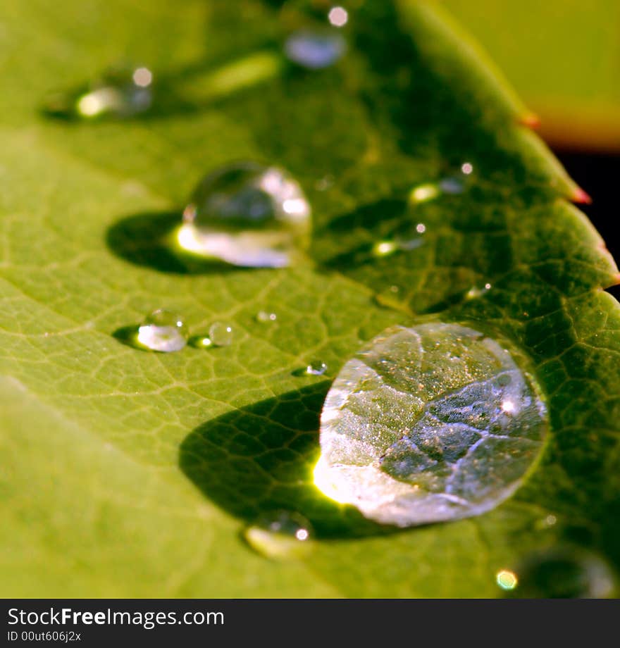 Leaf with morning waterdrops  shallow  DOF. Leaf with morning waterdrops  shallow  DOF