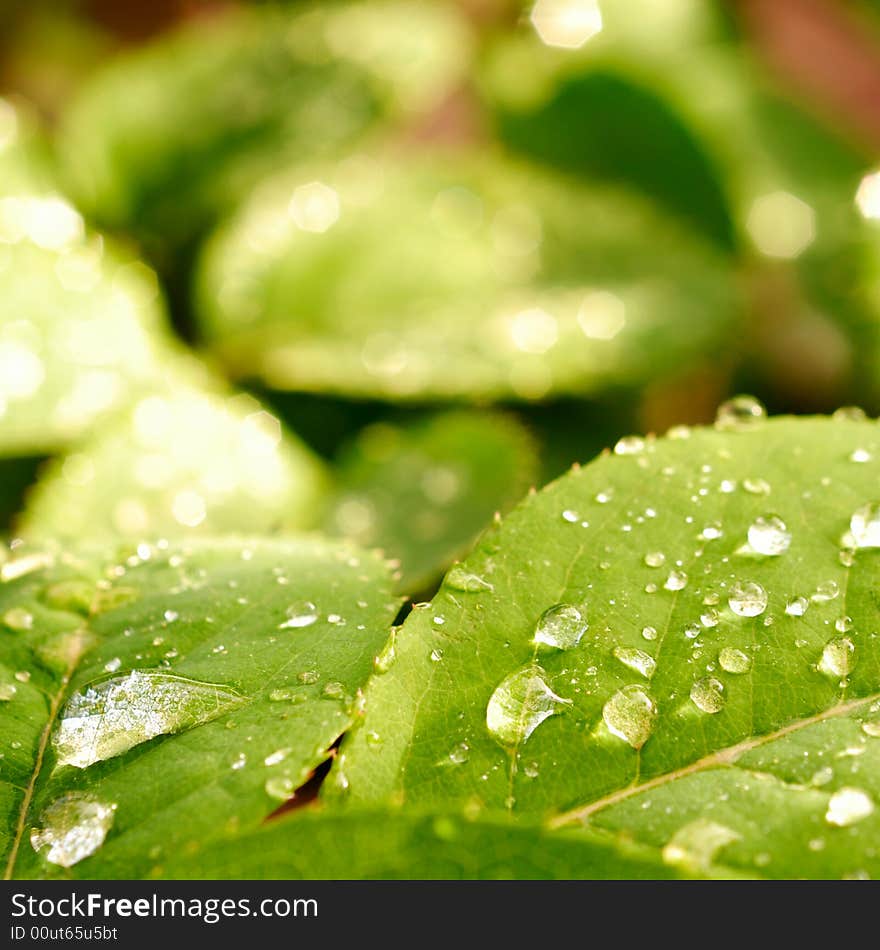 Leaf with morning waterdrops  shallow  DOF. Leaf with morning waterdrops  shallow  DOF