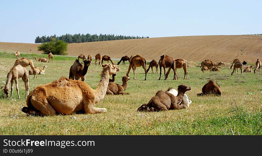 Grazing camels eating green grass