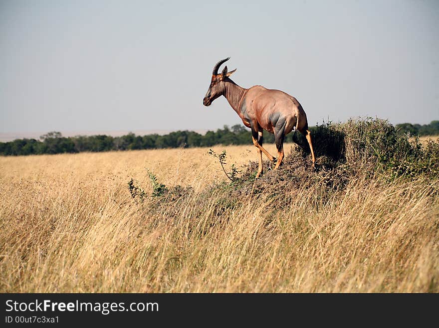 Topi  standing in the grasslands of the Masa Mara Reserve (Kenya). Topi  standing in the grasslands of the Masa Mara Reserve (Kenya)