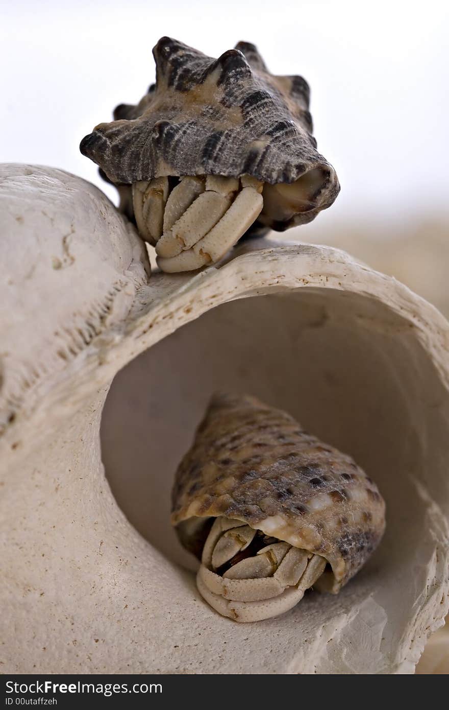 Two sleeping hermit crabs on large seashell