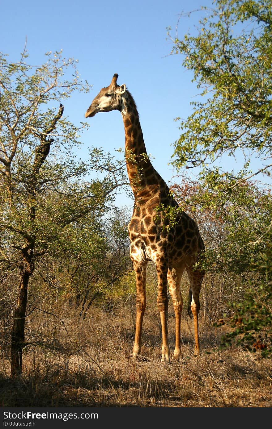 Giraffe standing in the trees of the Kruger National Park (South Africa). Giraffe standing in the trees of the Kruger National Park (South Africa)