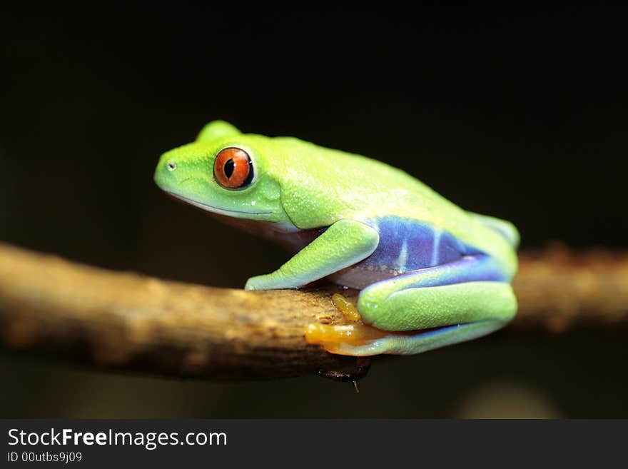 Image of a red eyed tree frog-agalychnis callidryas