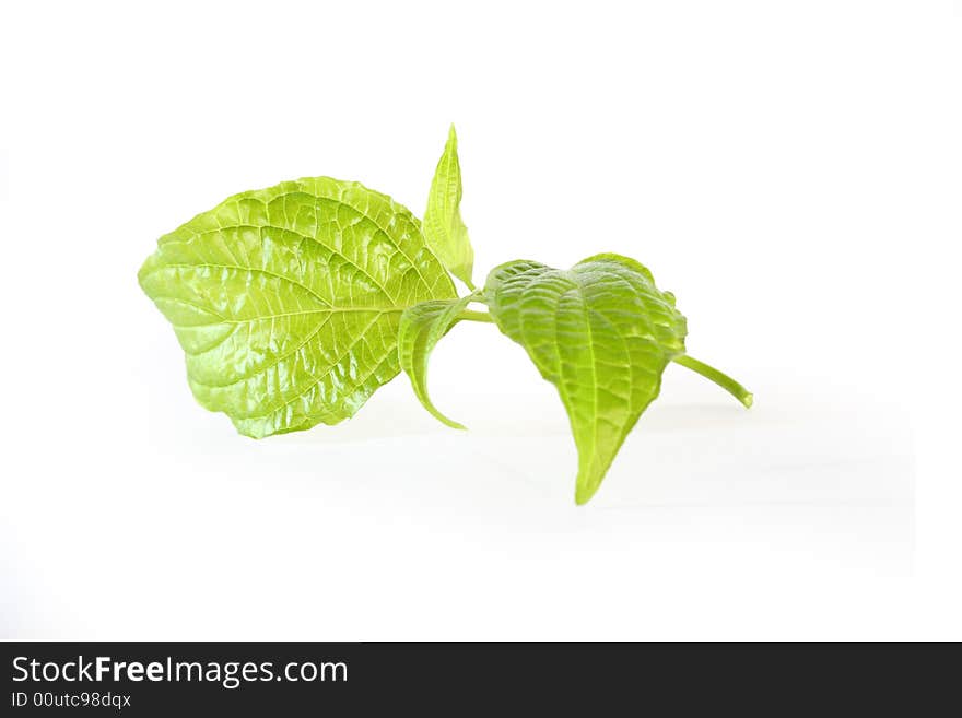 Fresh green twig isolated on white background