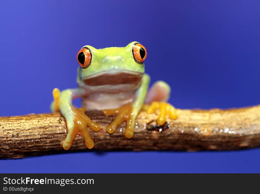 Image of a red eyed tree frog-agalychnis callidryas