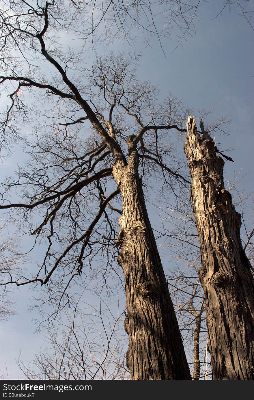 A tall, dead tree against a partly clouded sky. A tall, dead tree against a partly clouded sky.