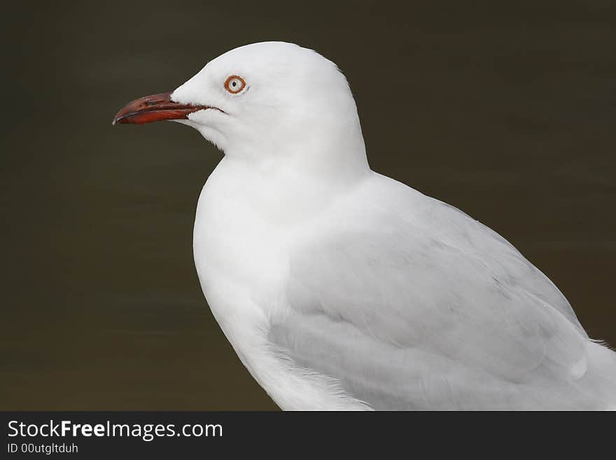 Seagull