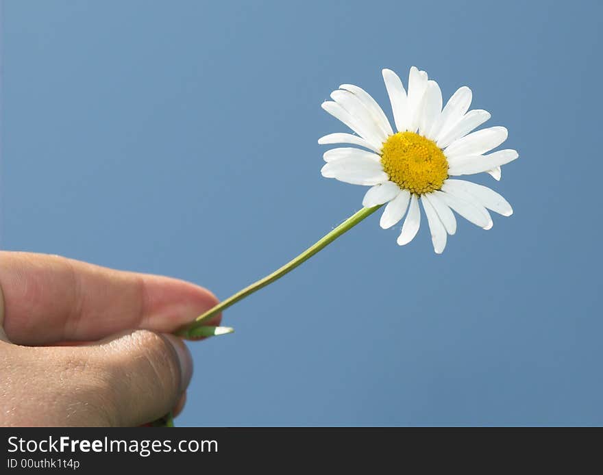 Daisy between the fingers