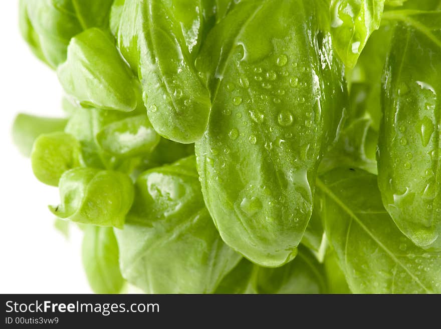 Close-up picture of a fresh basil isolated on white background