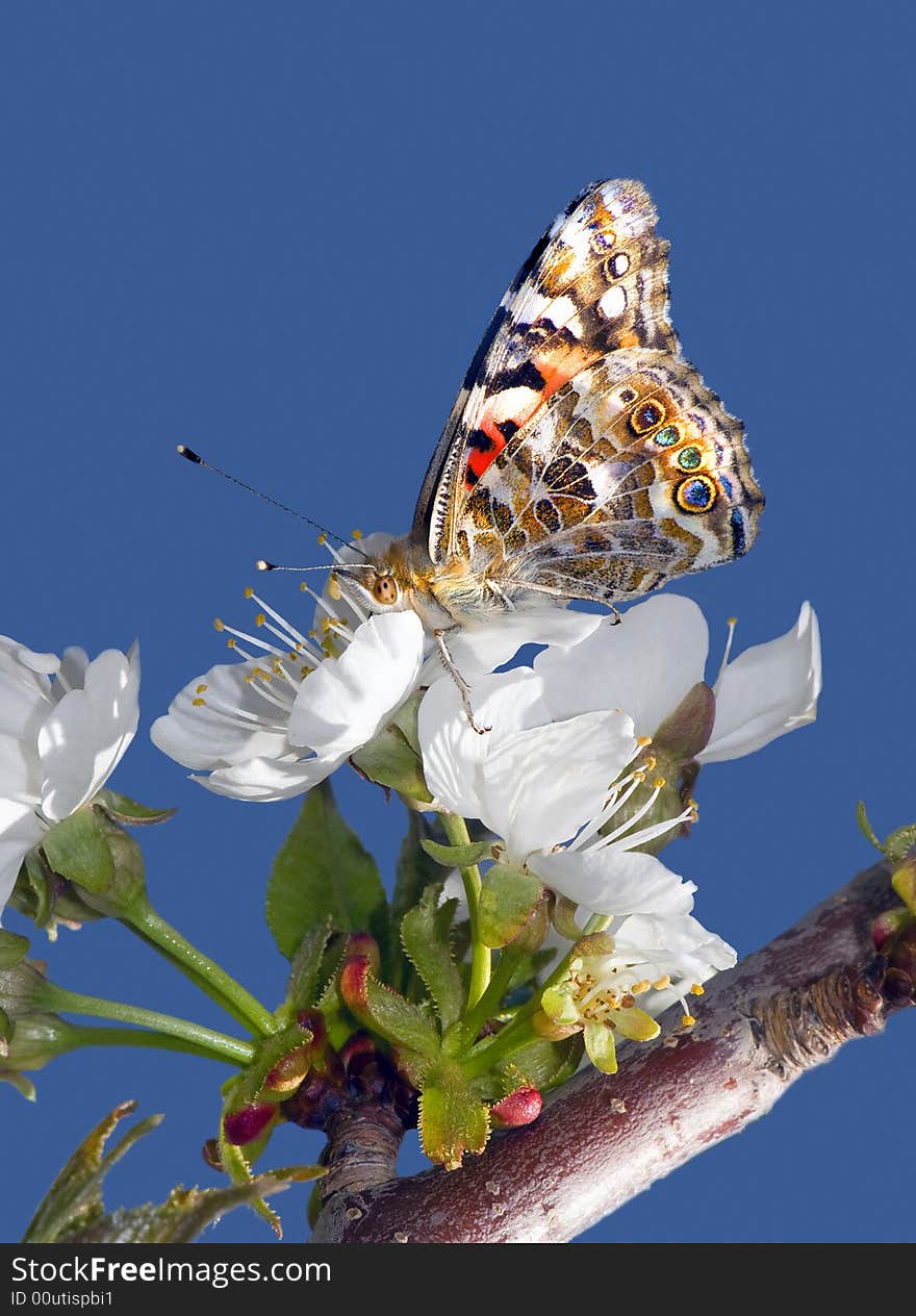 This is a colorful moth on a Cherry tree blossom in the spring season. This is a colorful moth on a Cherry tree blossom in the spring season