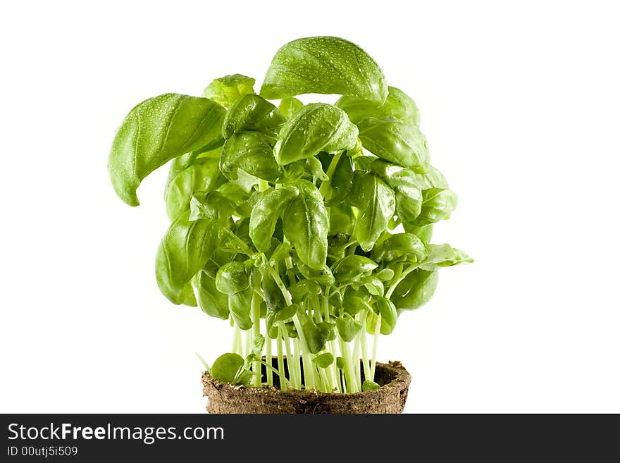 Close-up fresh basil plant isolated