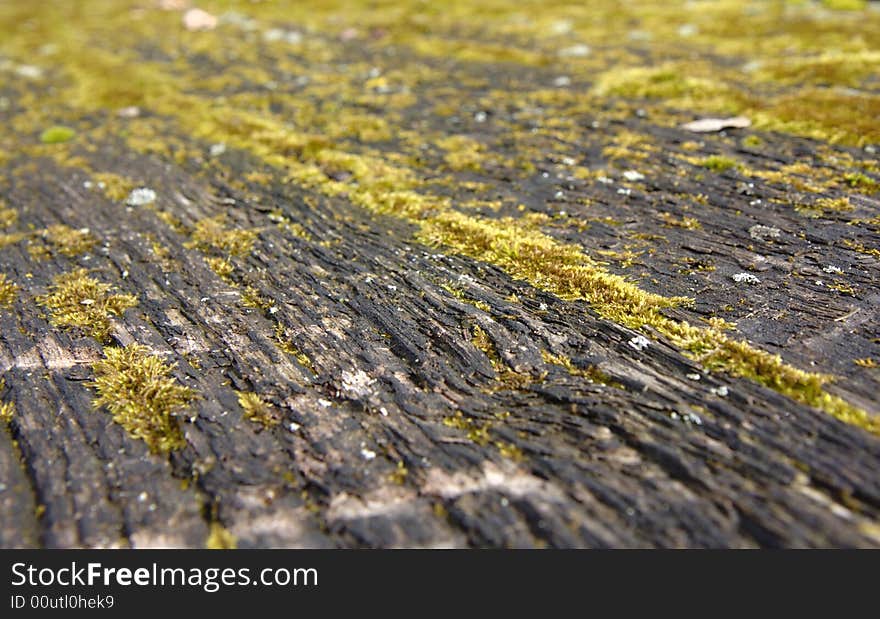 Moss on a an old wooden table