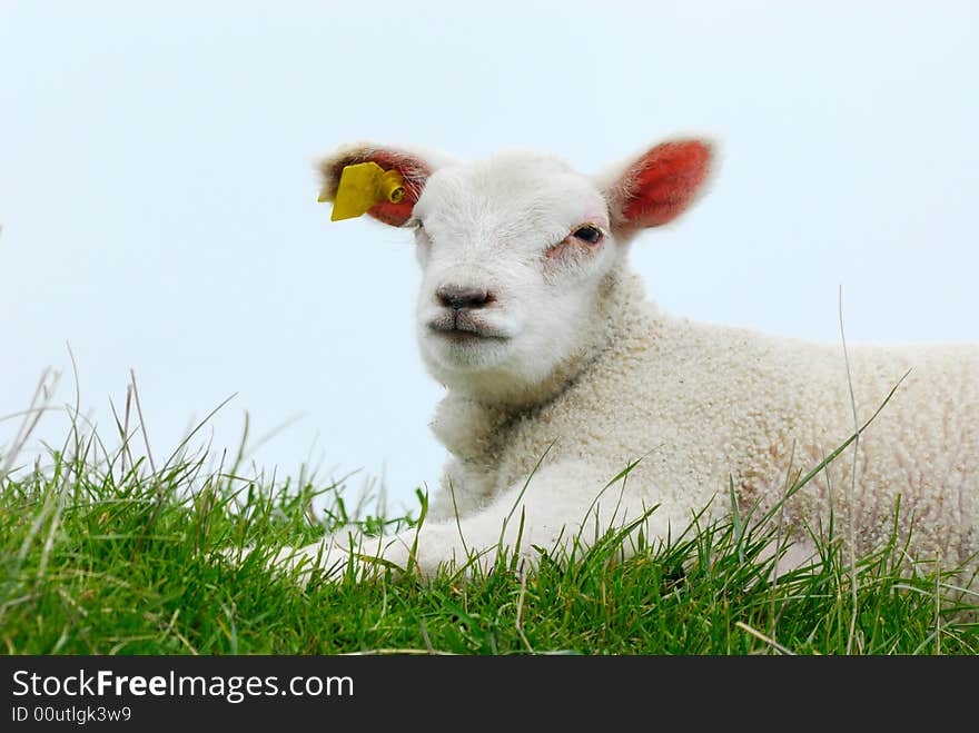 Cute lamb on the grass in spring