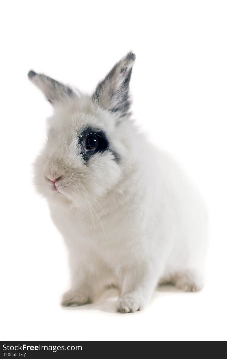 Portrait of one small rabbit