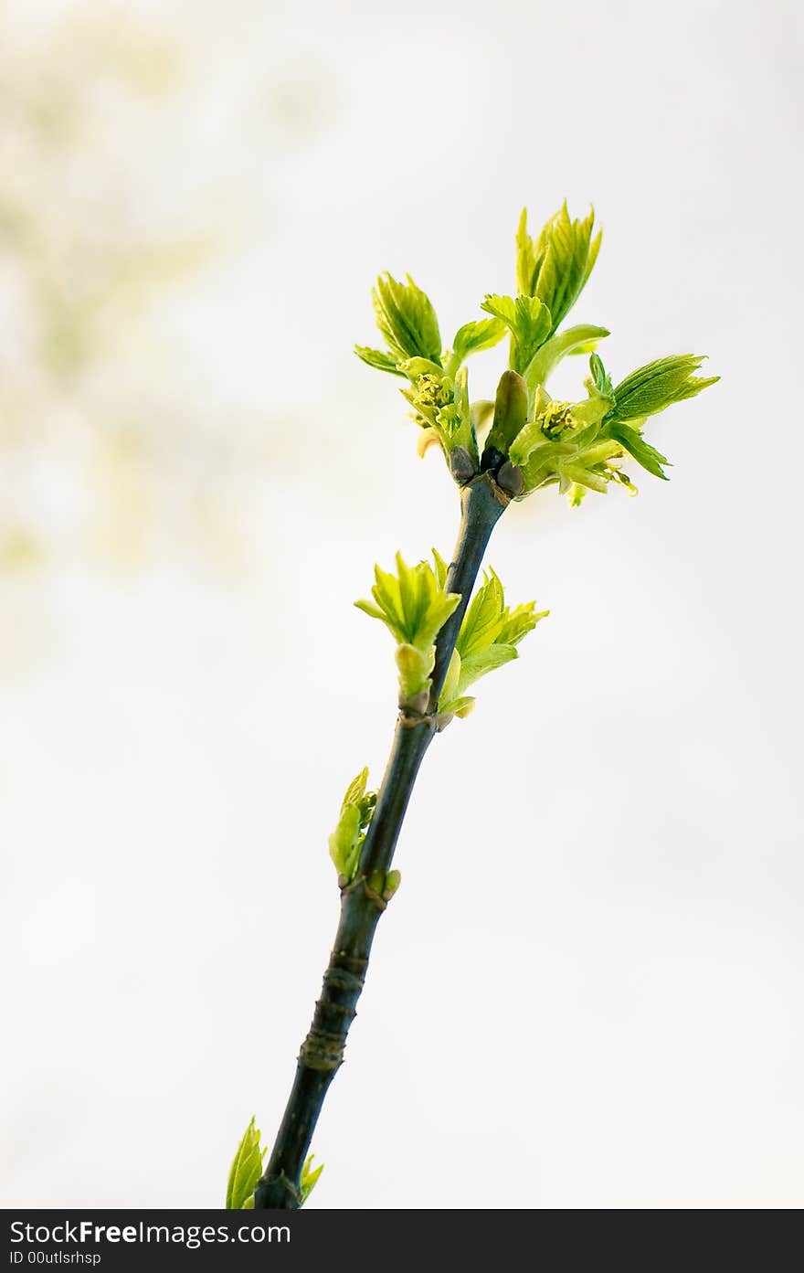 Green foliage on a spring day. Green foliage on a spring day