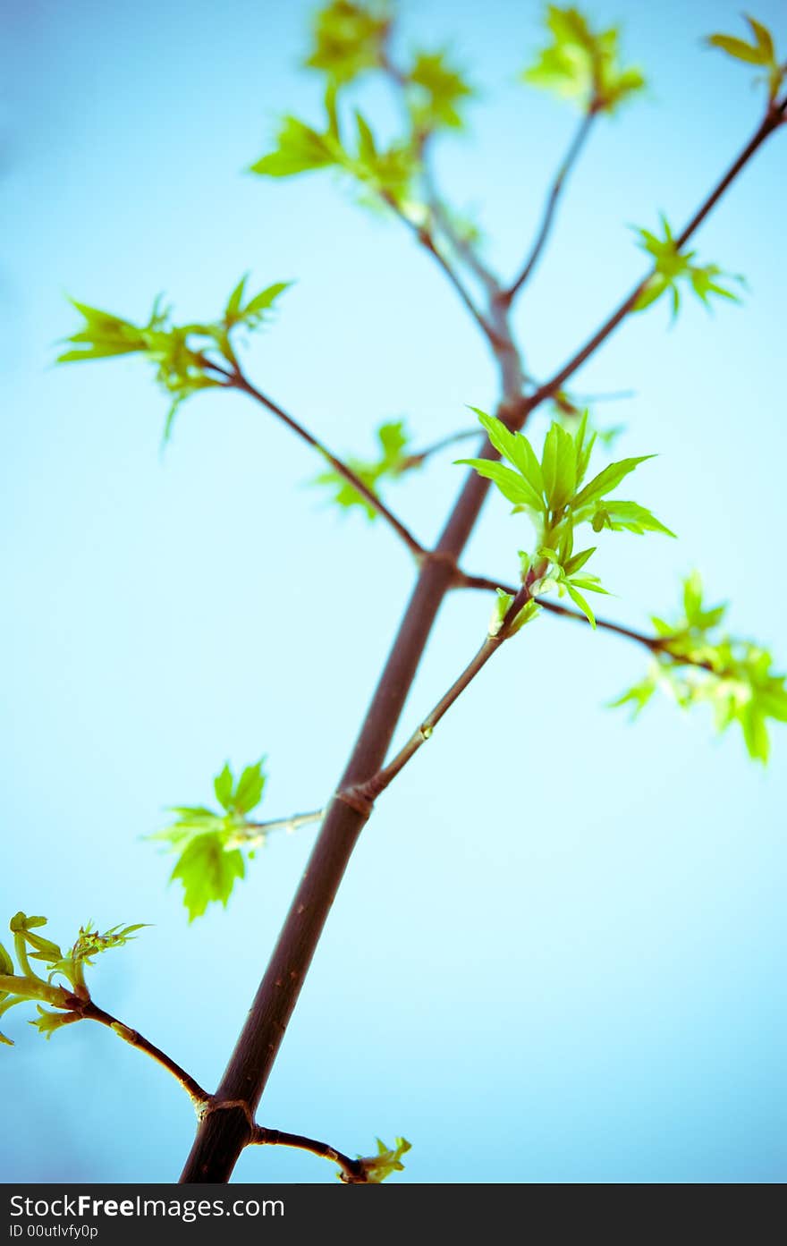 Green foliage on a spring day. Green foliage on a spring day