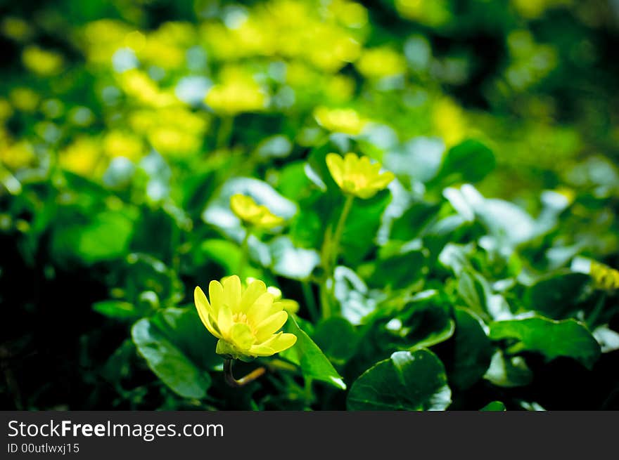 Yellow flowers with green foliage