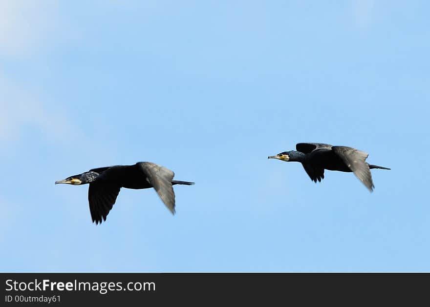 Two beautiful great black cormorants in flight (Phalacrocorax carbo)