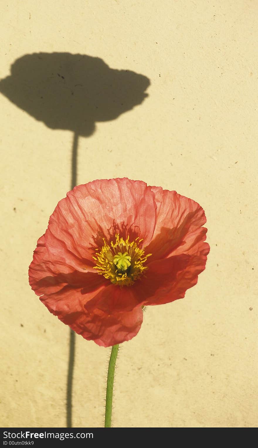 Single Red Flower