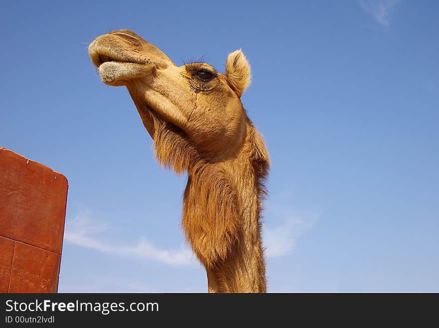 Head of a ridiculous camel