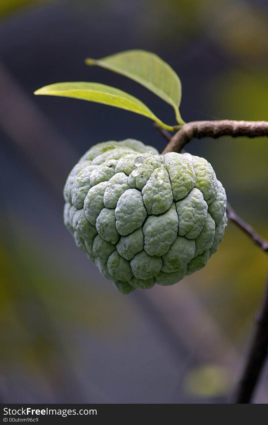 A green sugar apple with the leaf. A green sugar apple with the leaf