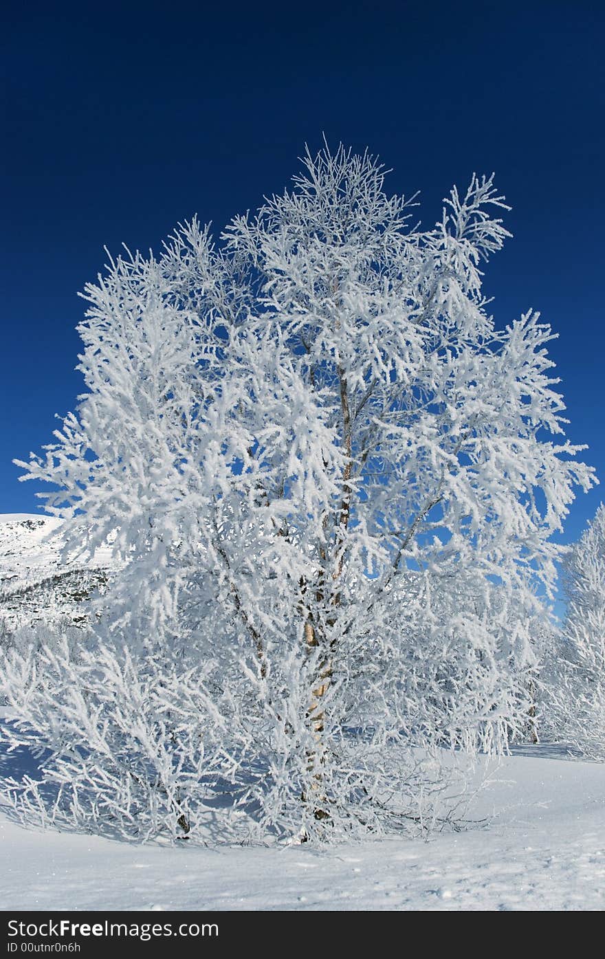 Tree with frost