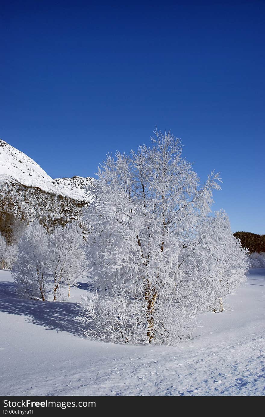 Tree with frost