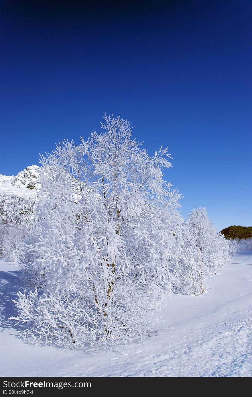 Tree with frost