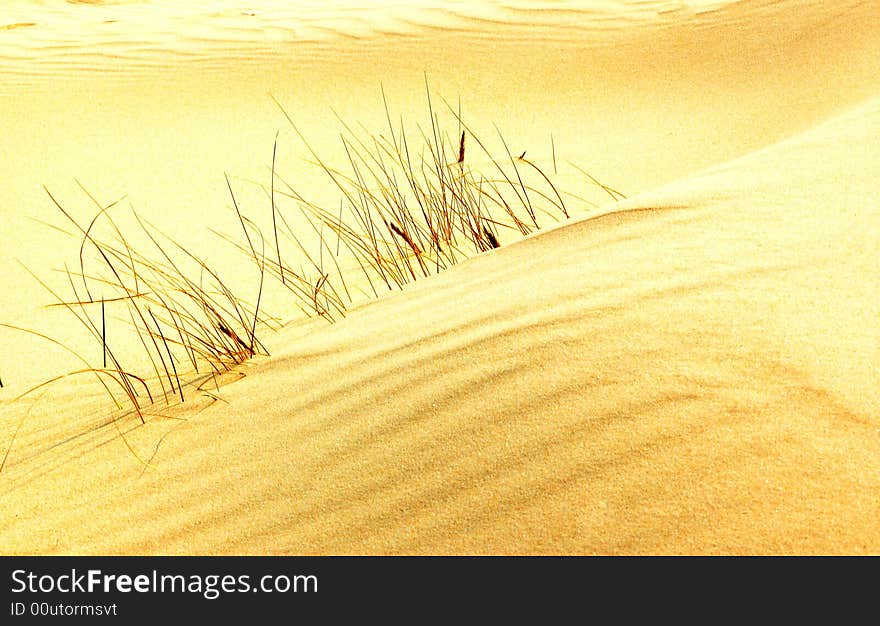 Small grass in desert