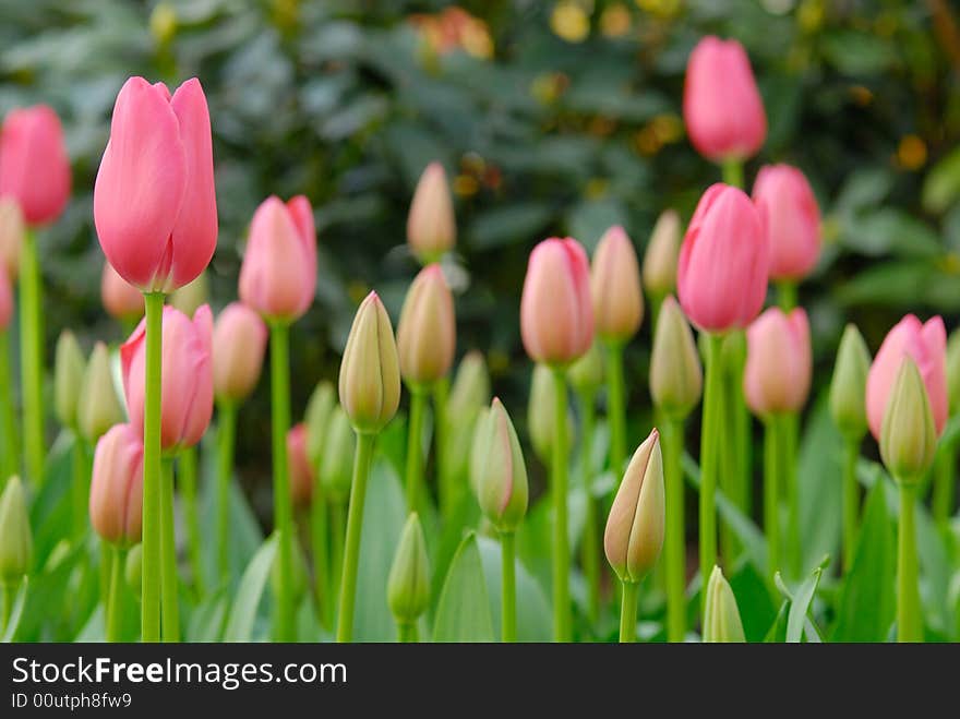 Beautiful garden