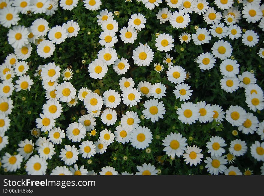 Sunlit white daisies