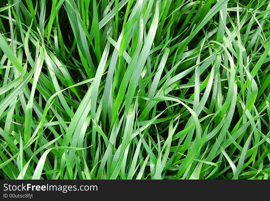 Sunlit lush wild grass leaves