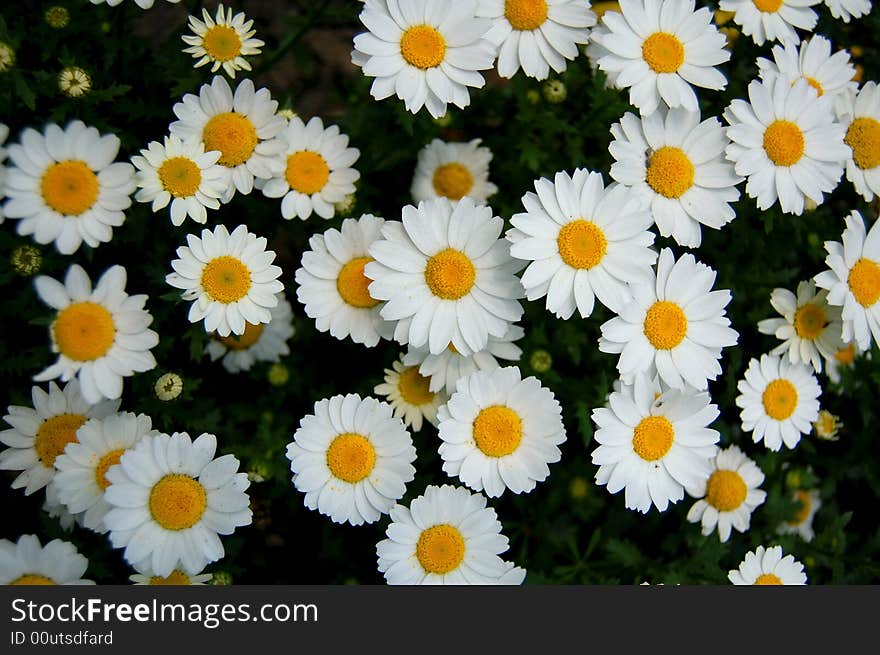 Sunlit white daisies