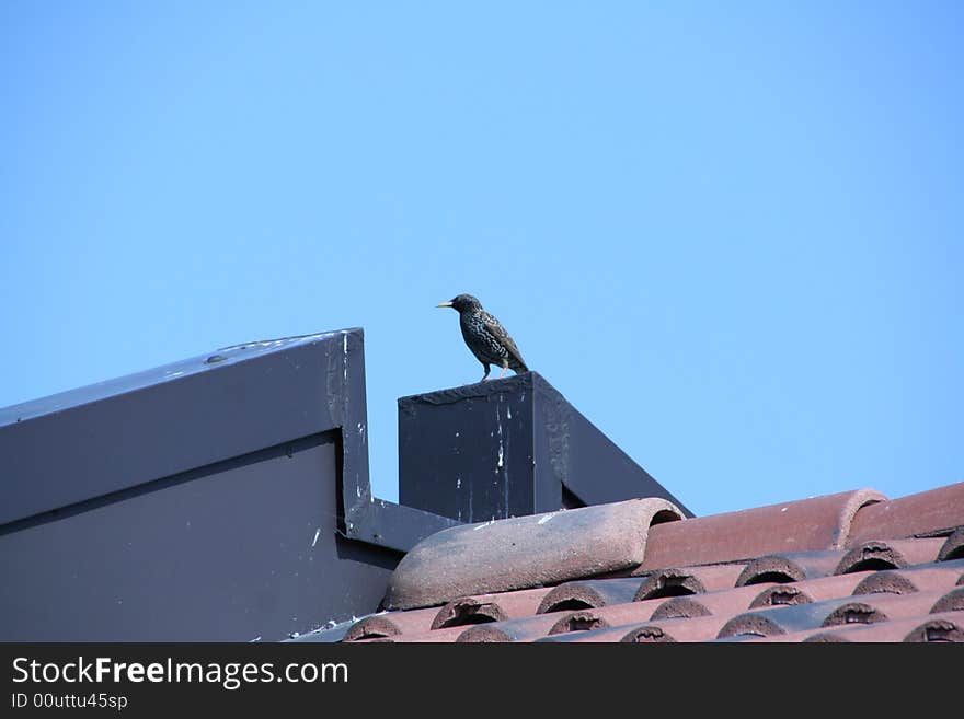 A bird on the roof