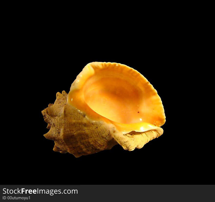 An isolated seashell on black background