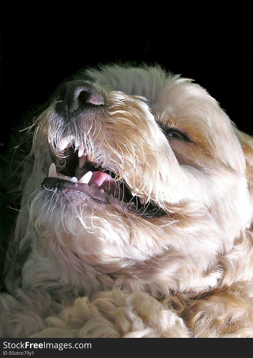 Close up of a happy cocker spaniel's face. Close up of a happy cocker spaniel's face.