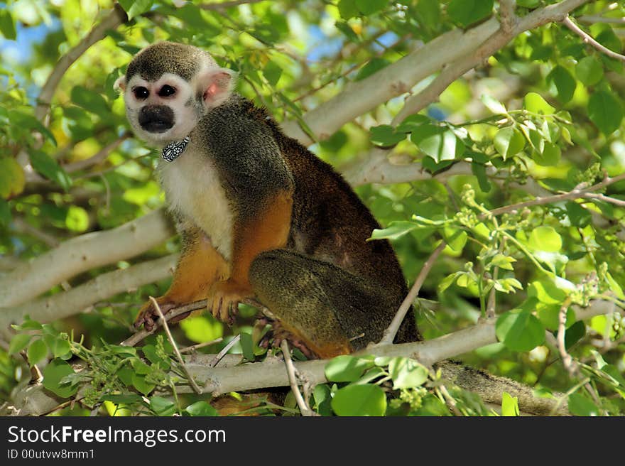 Squirrel Monkey In Tree With Necklace