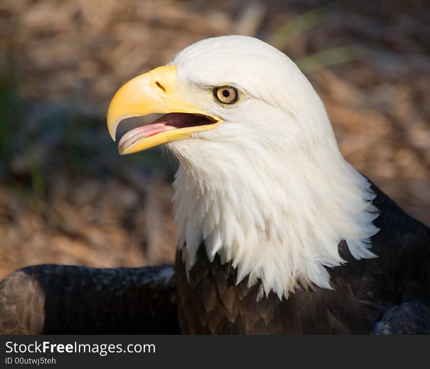 Bald eagle we found in Oklahoma.