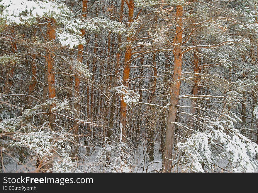 Pines in a snow storm, great puzzle. Pines in a snow storm, great puzzle