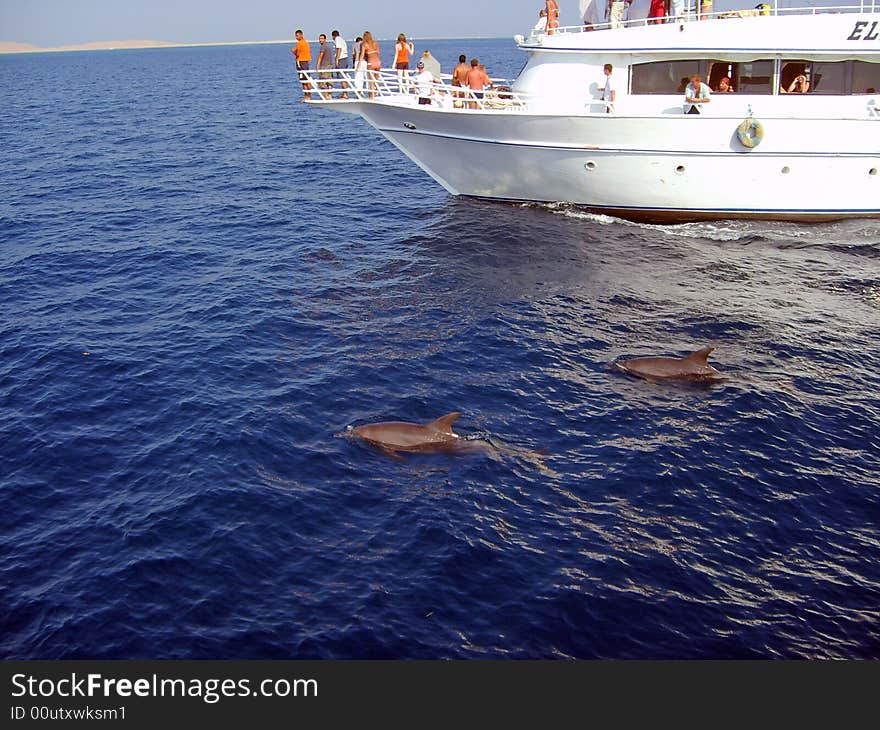 Two dolphins in the Red sea