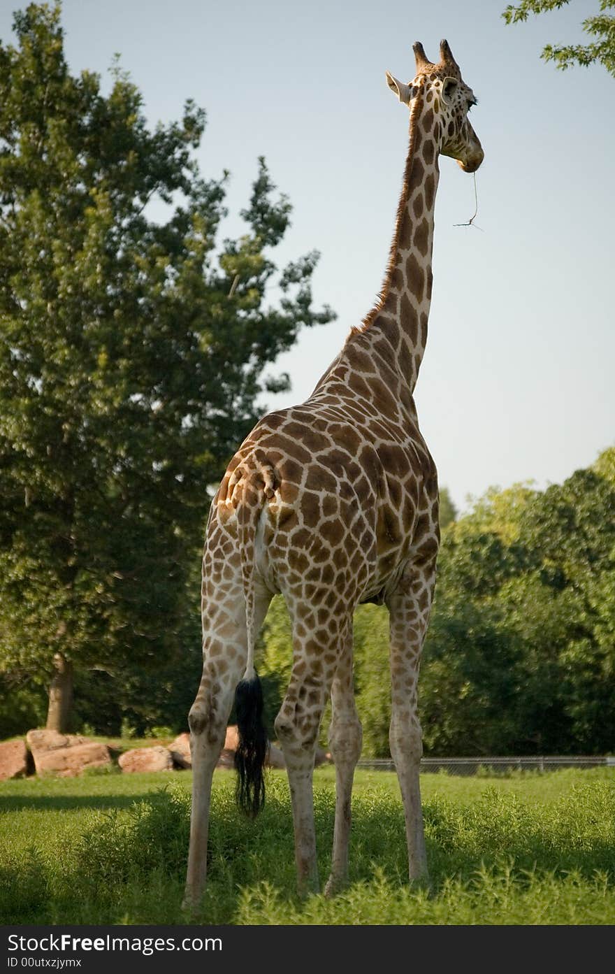 This was a giraffe at the OKC zoo that got close enough we could smell him. This was a giraffe at the OKC zoo that got close enough we could smell him.